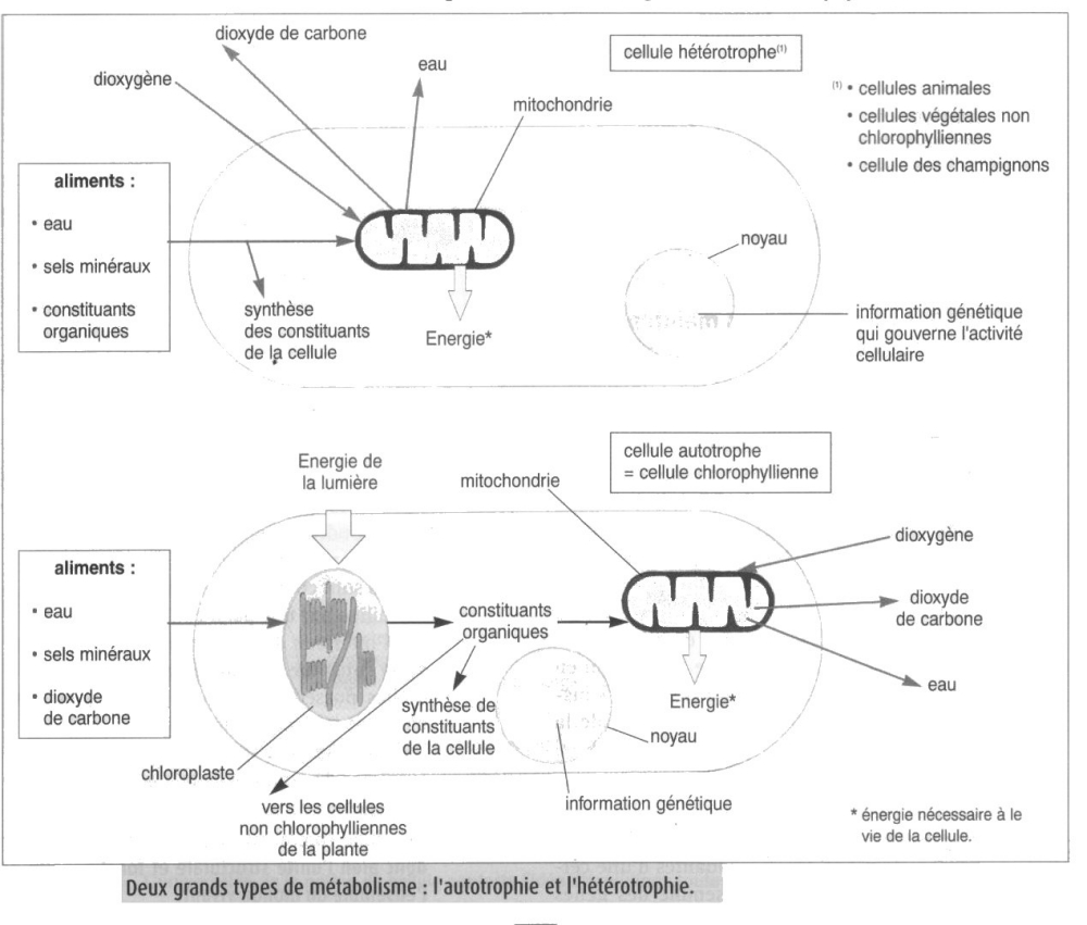 AUTOTROPHE HETEROTROPHE.jpg